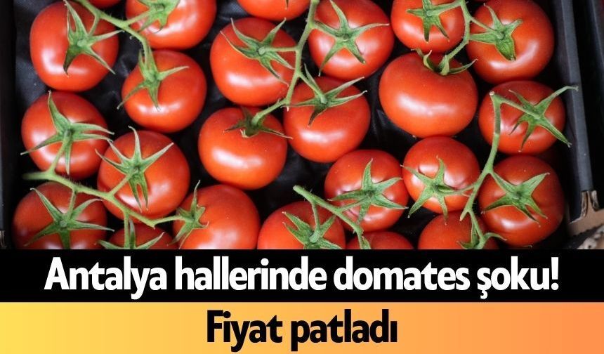 Antalya hallerinde domates şoku! Fiyat patladı