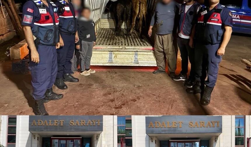 Antalya'da JASAT’tan Hayvan Hırsızlığı Operasyonu