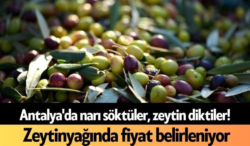 Antalya'da narı söktüler, zeytin diktiler! Zeytinyağında fiyat belirleniyor