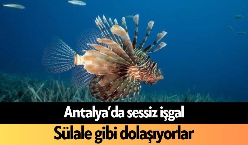 Antalya’da sessiz işgal! Sülale gibi dolaşıyorlar