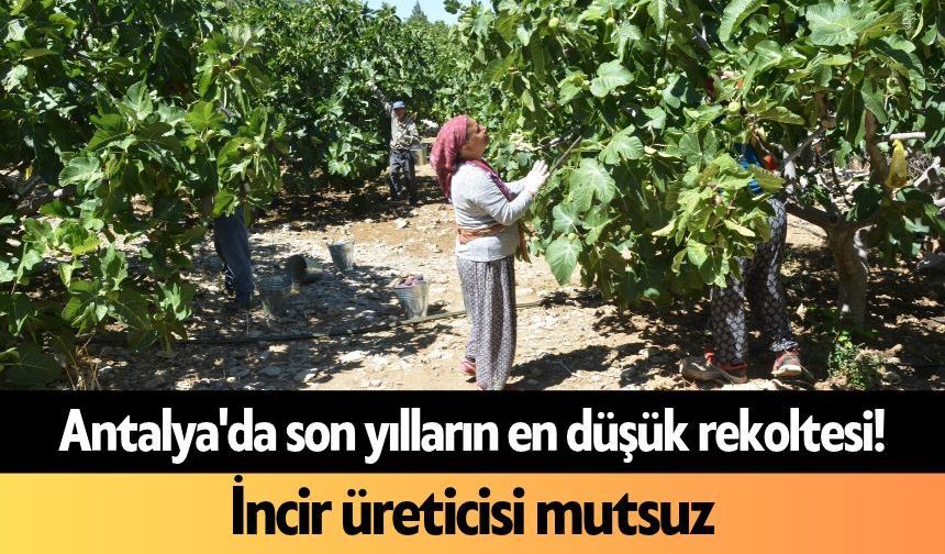 Antalya'da son yılların en düşük rekoltesi! İncir üreticisi mutsuz