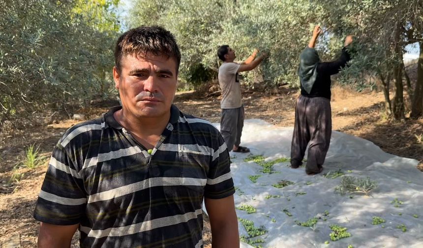 Antalyalıların beklediği hasat başladı! Zeytin pazarda 100 lira