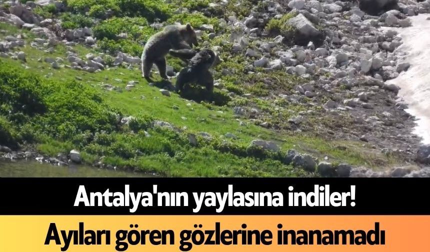 Antalya'nın yaylasına indiler! Ayıları gören gözlerine inanamadı