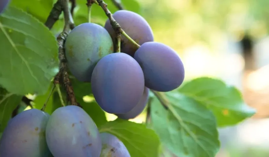 Damson eriği nedir, faydaları neler?