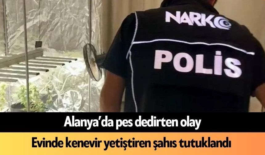 Alanya'da pes dedirten olay! Evinde kenevir yetiştiren şahıs tutuklandı