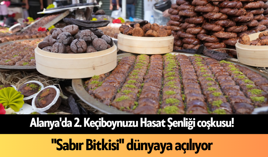 Alanya'da 2. Keçiboynuzu Hasat Şenliği coşkusu! "Sabır Bitkisi" dünyaya açılıyor