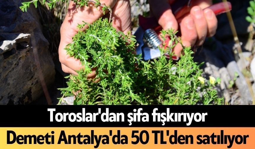 Toroslar'dan şifa fışkırıyor: Demeti Antalya'da 50 TL'den satılıyor