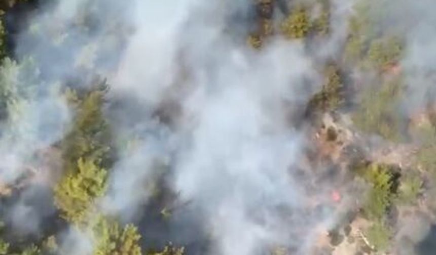 Son dakika! Antalya'da orman yangını çıktı