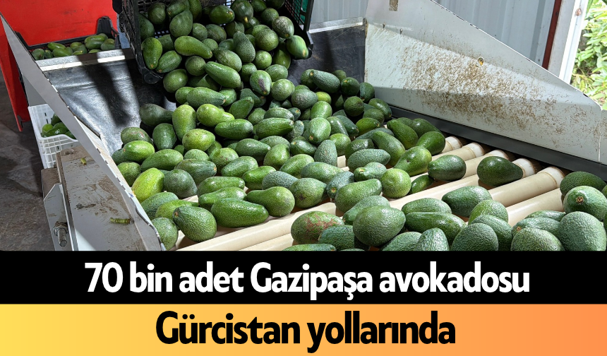 70 bin adet Gazipaşa avokadosu Gürcistan yollarında