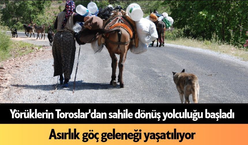 Alanya'da yörüklerin Toroslar'dan sahile dönüş yolculuğu başladı