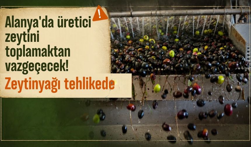 Alanya'da üretici zeytini toplamaktan vazgeçecek! Zeytinyağı tehlikede