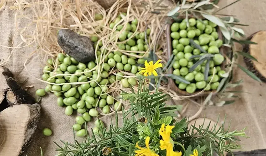 Antalya'da zeytin üreticiyi mutlu edecek mi?