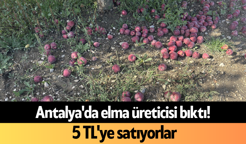 Antalya'da elma üreticisi bıktı! 5 TL'ye satıyorlar