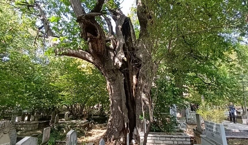 Antalya'da orada önlem alınmazsa tek bir ağaç bile kalmayacak