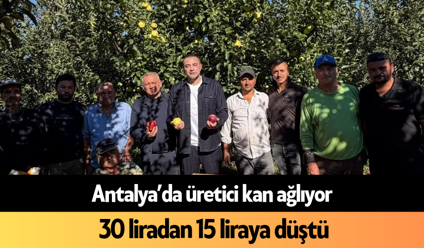 Antalya’da üretici kan ağlıyor: 30 liradan 15 liraya düştü