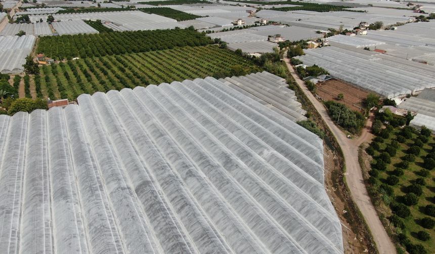Antalya'da üretici pes etmiyor: Biberler dünya pazarına açılıyor!