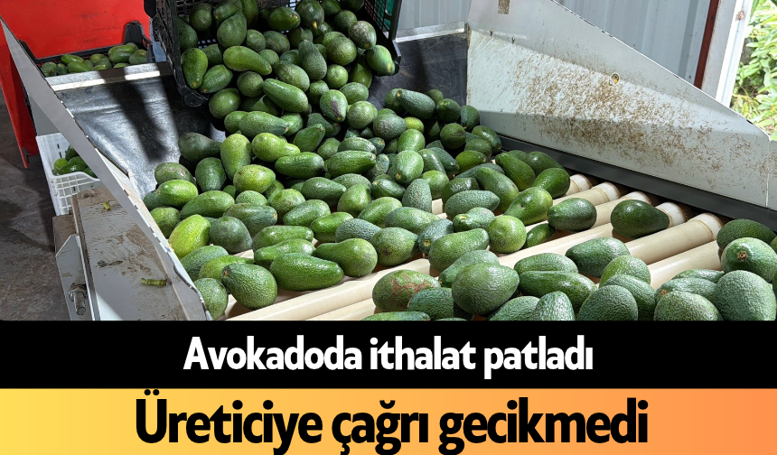 Avokadoda ithalat patladı, Alanya'da üreticiye çağrı gecikmedi