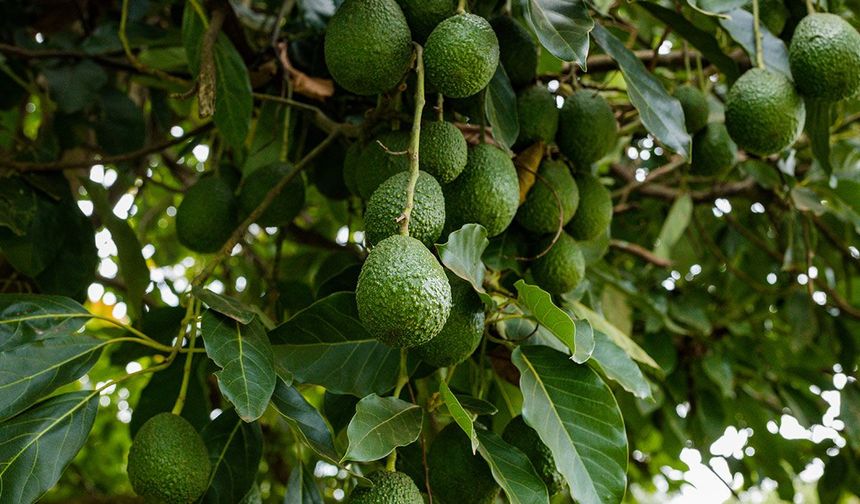 Avokado fiyatları düştü! Üretici avokadoları toplamıyor