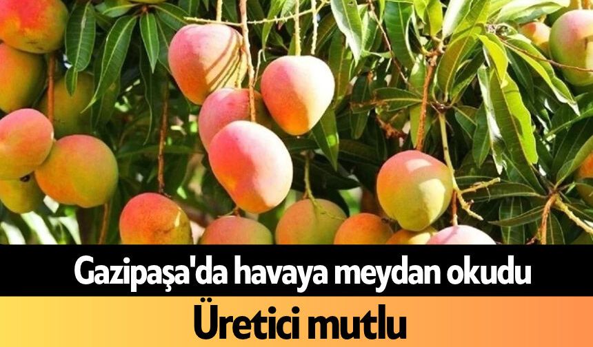 Gazipaşa'da havaya meydan okudu: Üretici mutlu