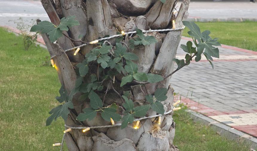 Gazipaşa’da sıra dışı görüntü: Palmiye ağacının gövdesinde incir ağacı yetişti