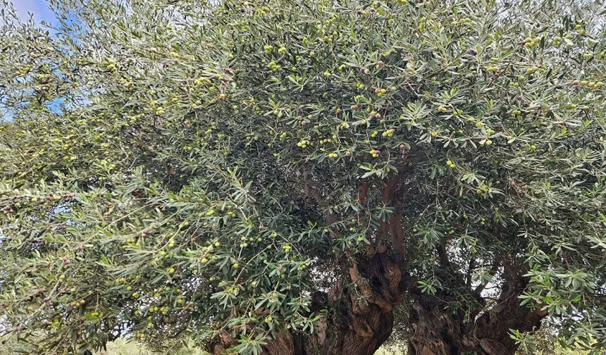 Antalya’da 1200 yıllık zeytinden 90 kilo ürün bekleniyor