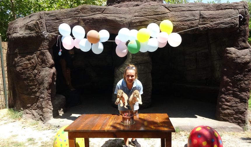 Hayvanat bahçesinde yeni doğan aslanlara doğum günü kutlaması